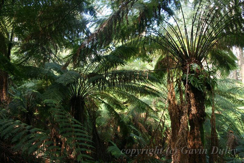 Tree fern gully, Pirianda Gardens IMG_7215.JPG